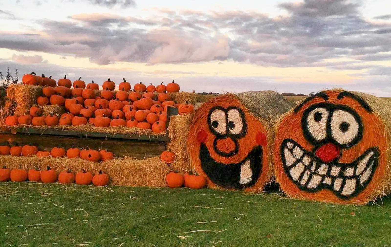 Photo from Bowthorpe Park Farm's website