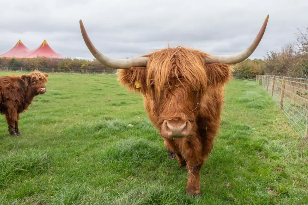 Photo from Cattows Farm's website