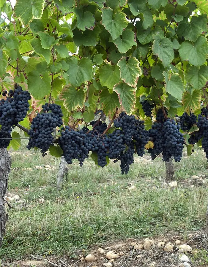 Photo from Holmfirth Vineyard's website
